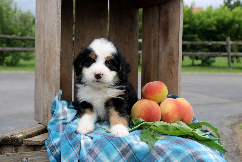 puppy, for, sale, Mini Bernedoodle F2, Matthew B. Stoltzfus, dog, breeder, Gap, PA, dog-breeder, puppy-for-sale, forsale, nearby, find, puppyfind, locator, puppylocator, aca